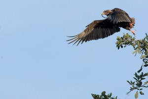 Aigle bateleur envol
