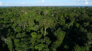 Poumon de la planète