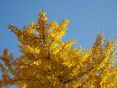 Gingko Biloba