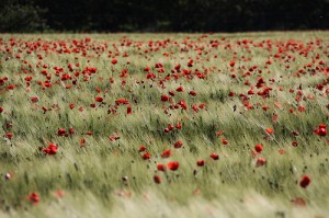 "Tu as pardonné la faute de ton peuple, tu as couvert tous ses péchés." La Bible, Psaumes 85:3