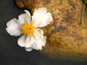 "Voici, nous disons bienheureux ceux qui ont souffert patiemment. Vous avez entendu parler de la patience de Job, et vous avez vu la fin que le Seigneur lui accorda, car le Seigneur est plein de miséricorde et de compassion." la Bible, Jacques 5:11