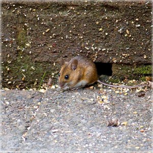 "Si vous vous mettez en colère, ne péchez pas. Que le soleil ne se couche pas sur votre colère, et ne laissez aucune place au diable." La Bible, Ephésiens 4:26-27