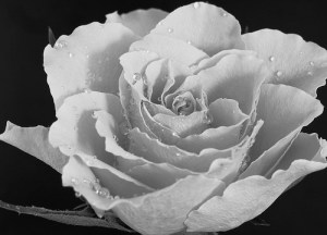 "Oui, c’est en lui que notre cœur se réjouit, c’est en son saint nom que nous avons confiance." La Bible, Psaumes 33:21