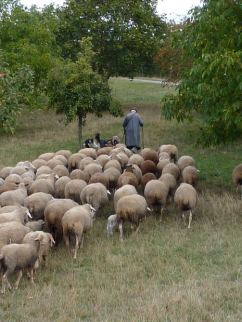 "L'Éternel est notre Dieu et nous sommes le peuple dont Il est Le berger, le troupeau que Sa main conduit." la Bible , Psaumes 95:7