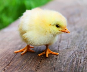 "Dieu te couvre de ses ailes, et tu te réfugies près de Lui, comme un poussin sous les ailes de sa mère. Oui, sa fidélité te protège comme un bouclier." La Bible, Psaume 91:4