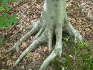 "Tout comme vous avez accueilli le Seigneur Jésus-Christ, marchez en lui; soyez enracinés et fondés en Lui, affermis dans la foi telle qu’elle vous a été enseignée, et soyez-en riches en exprimant votre reconnaissance à Dieu. Faites attention: que personne ne vous prenne au piège par la philosophie, par des tromperies sans fondement qui s'appuient sur la tradition des hommes, sur les principes élémentaires qui régissent le monde, et non sur Christ." la Bible, Colossiens 2:6-8