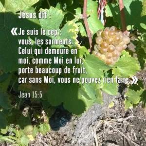 Jésus dit: Je suis le Cep