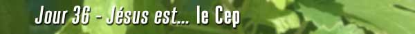 Jour 36 - Jésus est le Cep
