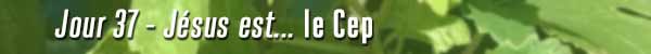 Jour 37 - Jésus est le Cep