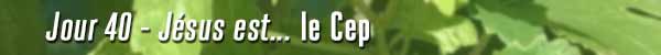 Jour 40 - Jésus est le cep