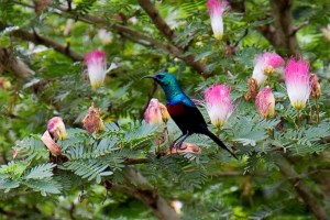 "Éternel, tu nous donnes la paix; Car tout ce que nous faisons, C'est toi qui l'accomplis pour nous." La Bible, Esaïe 26:12